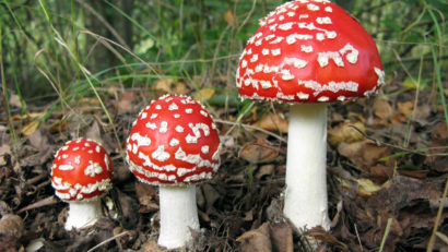 Tot mai multe intoxicații cu ciuperci în Caraș – Severin