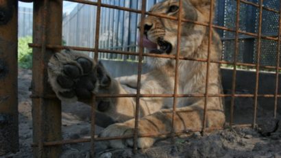 Interzicerea folosirii animalelor sălbatice în circuri, subiect de dezbatere în Senat