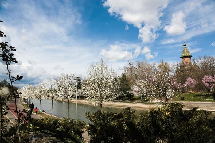 Magnoliile din peisajul de primăvară de la Timișoara, aduse în țară în urmă cu 135 de ani Magnoliile din peisajul de primăvară de la Timișoara, aduse în țară în urmă cu 135 de ani