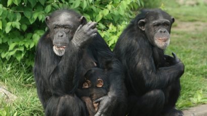 Mai multe maimuţe aparţinând unor specii rare au fost furate de la o grădină zoologică din Franţa