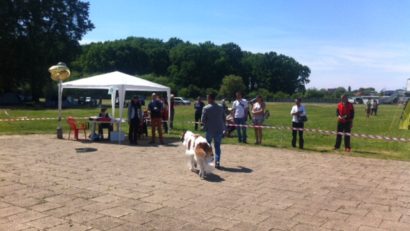 FOTO / AUDIO Peste o mie de caței, înscriși la concursul canin de la Timișoara