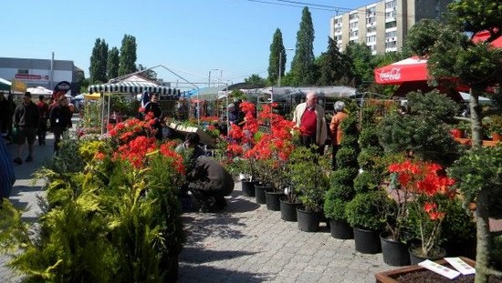În luna florilor, expoziţie de flori la Timişoara