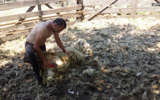 AUDIO / A începutul sezonul de tuns oile. ‘Frizerii’ de mioare câștigă într-o săptămână 1.000 euro
