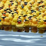 Cursa Răţuştelor la Timişoara. Marele câştigător merge la Disneyland