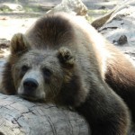 Surprize pentru cei mici la ZOO Timişoara, de Ziua Internaţională a Grădinilor Zoologice şi a Parcurilor