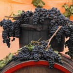 Sărbătoarea Vinului în Podgoria Miniş-Măderat