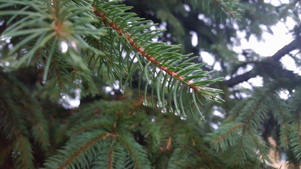 Vremea în Banat și Crișana