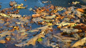 Vremea în Banat și Crișana