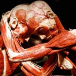 Expoziția ”Our Body: Universul interior” - în premieră la Timișoara