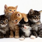 Târg de adopţii pisici, la Timişoara