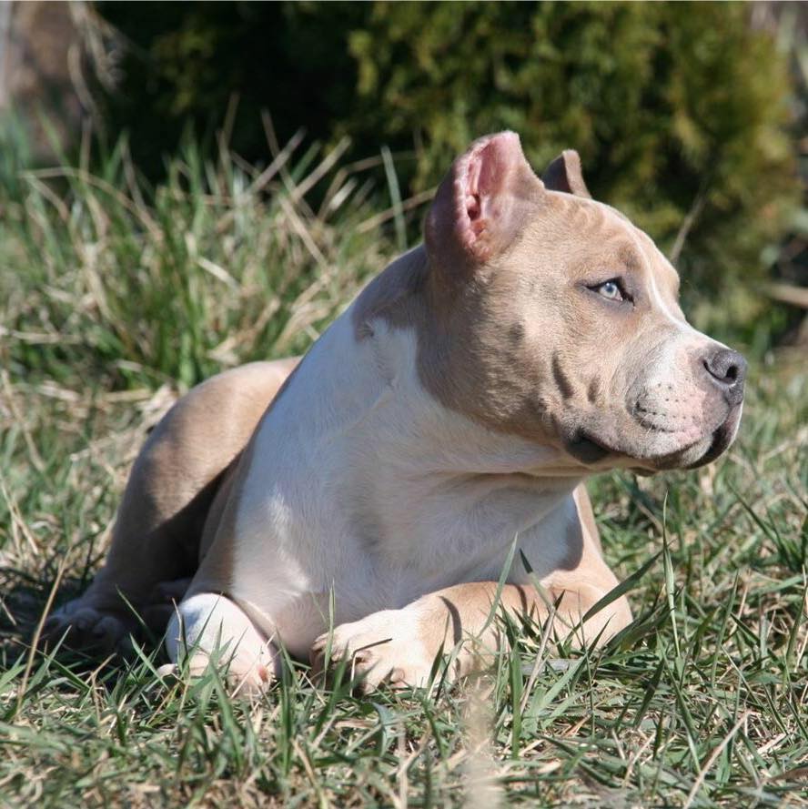 Expo Canin American Bully