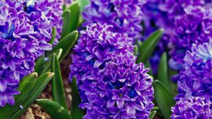 Vremea în vestul țării