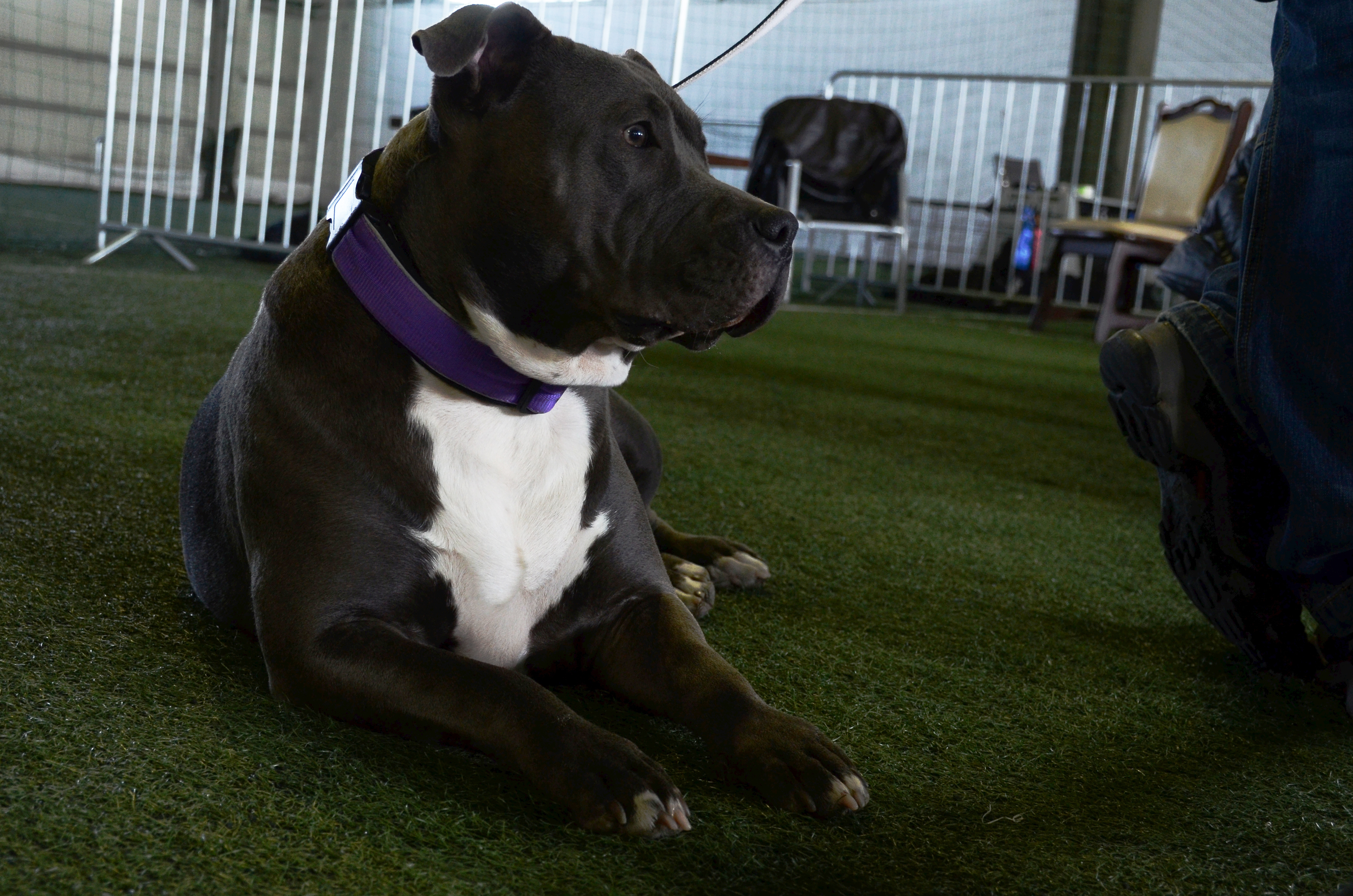 Videoreportaj Expo Canin American Bully Sânandrei