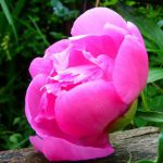 Expo ”Flori de Mai” la Timișoara