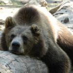 Ziua Internațională a Grădinilor Zoologice sărbătorită la ZOO Timișoara