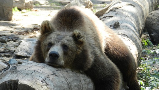 Ziua Internațională a Grădinilor Zoologice sărbătorită la ZOO Timișoara