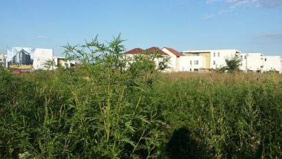 Amenzi fără somație pentru terenurile neîngrijite din Dumbrăvița
