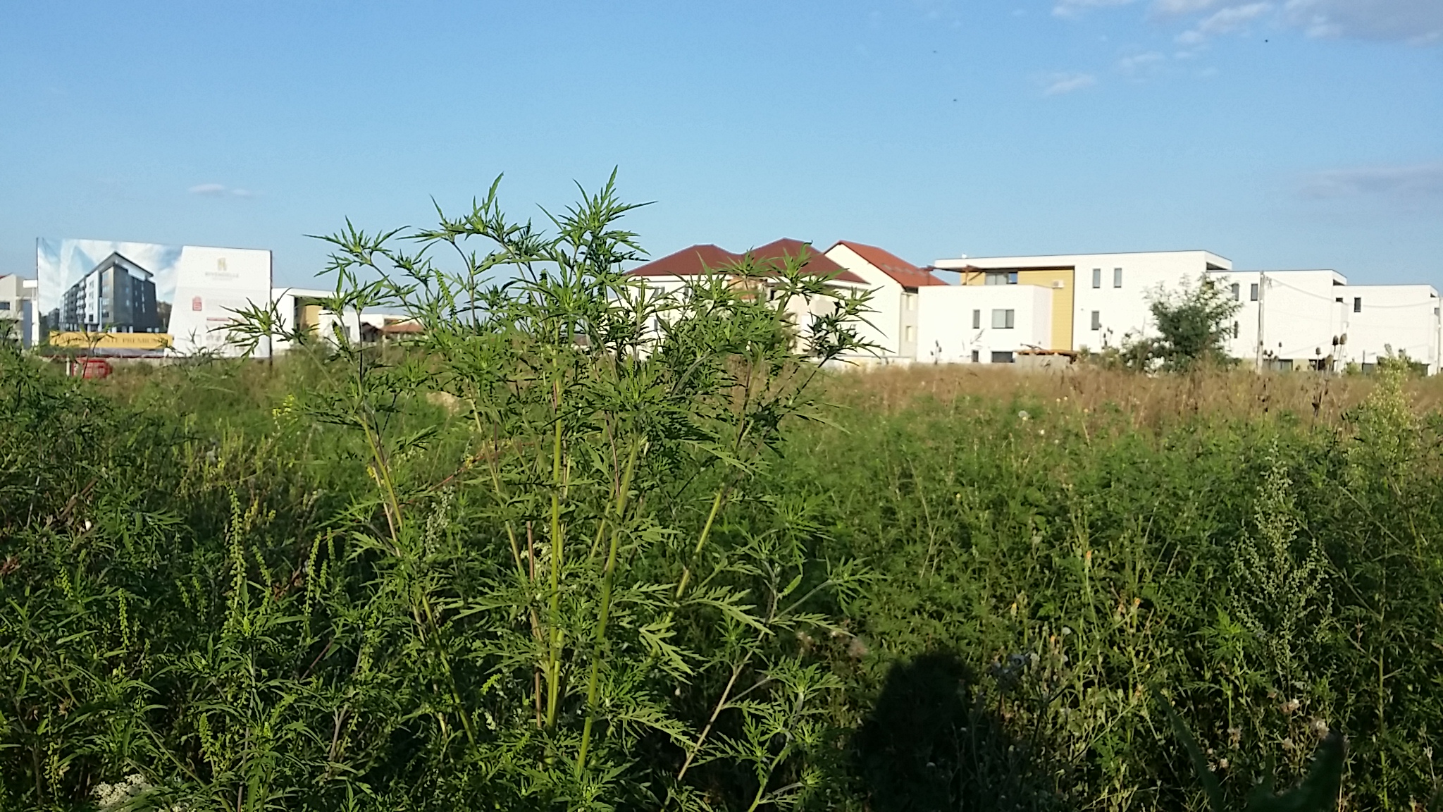 Amenzi fără somație pentru terenurile neîngrijite din Dumbrăvița