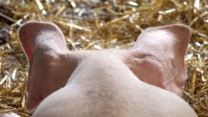 Focar de pestă porcină africană în Timiș