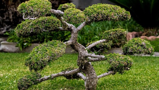 Expoziție Bonsai la Timișoara