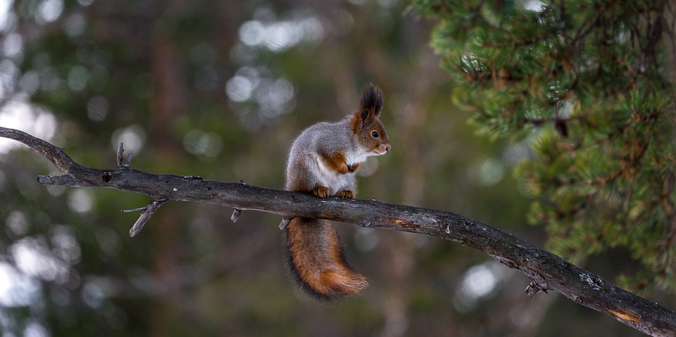 Mai multe veverițe, din vară, în parcul din Buziaș