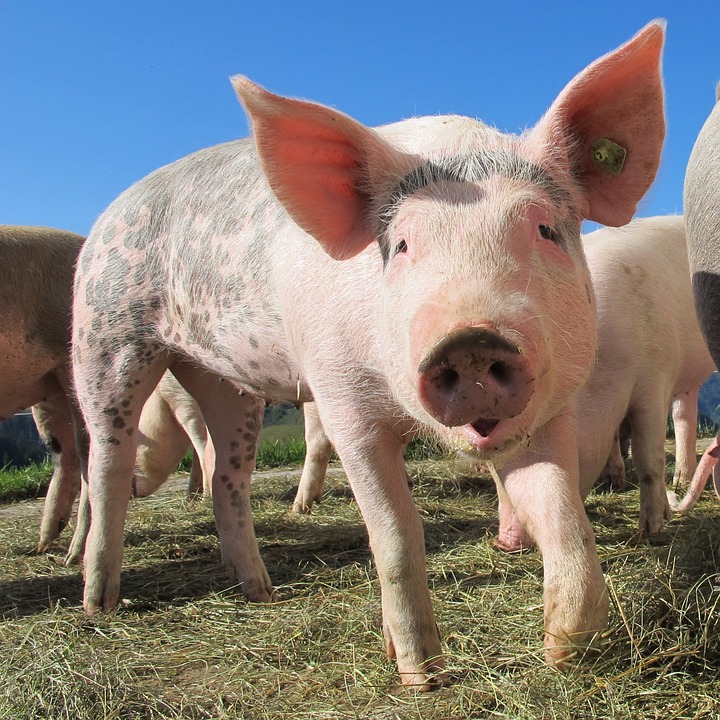 Una dintre cele mai mari ferme de reproducţie porci din Europa se construieşte în județul Arad
