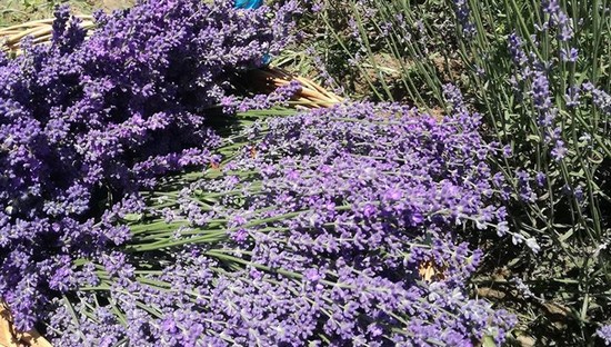 Picnic în lanul de lavandă, în localitatea timișeană Margina