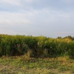 Lan de ambrozie pe str Ion Creanga din Dumbrăvița, la marginea culturii de floarea soarelui