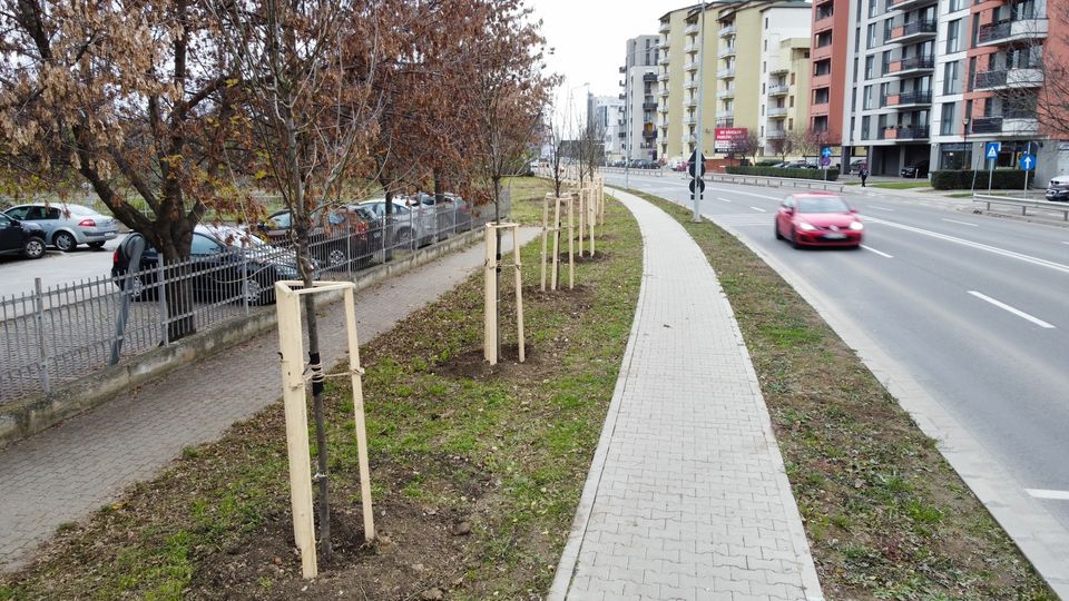 75 de copaci plantați pe aliniamentul străzii Grigore Alexandrescu