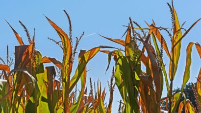 Interes redus în Timiș pentru ajutorul de stat destinat fermierilor afectați de secetă