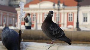 Vremea în vestul țării