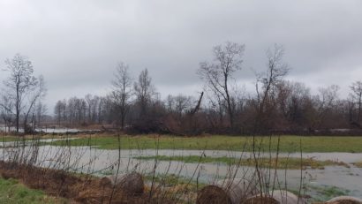 Terenuri agricole inundate de Crișul Alb în Arad