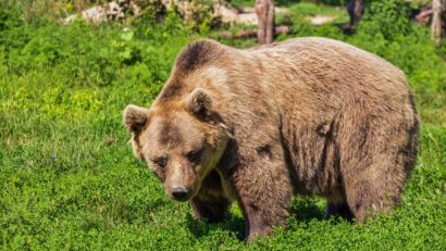 2 februarie: Ziua ursului și Ziua marmotei