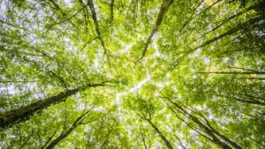 Universitatea de Ştiinţele Vieţii va crea o perdea forestieră în nordul Timişoarei