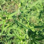 Plantă de Ambrosia aproape de înflorire