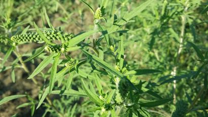 Plantă de Ambrosia aproape de înflorire