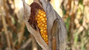 Seceta face ravagii în județul Arad: unuii agricultori reclamă culturi compromise în totalitate