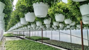 Florile înlocuiesc roșiile la Curtici: festival dedicat noii „culturi vedetă”