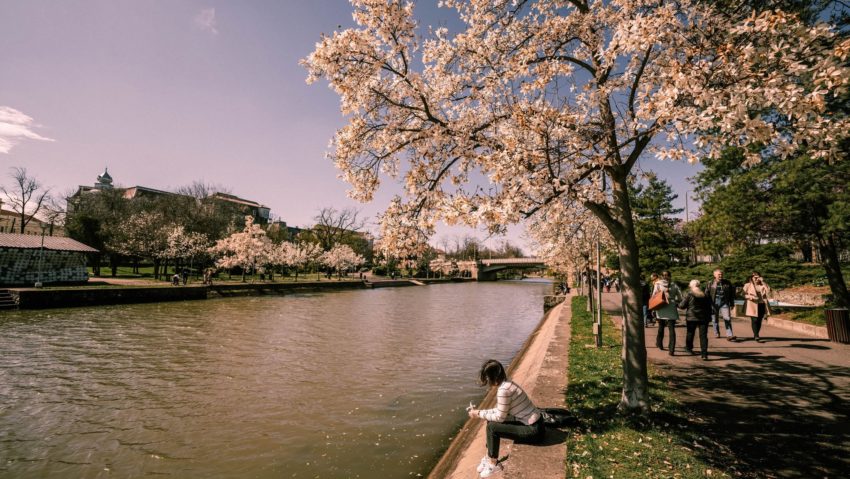 “Timisoara înflorită”, campanie de promovare a orașului ca destinație de primăvară “Timisoara înflorită”, campanie de promovare a orașului ca destinație de primăvară