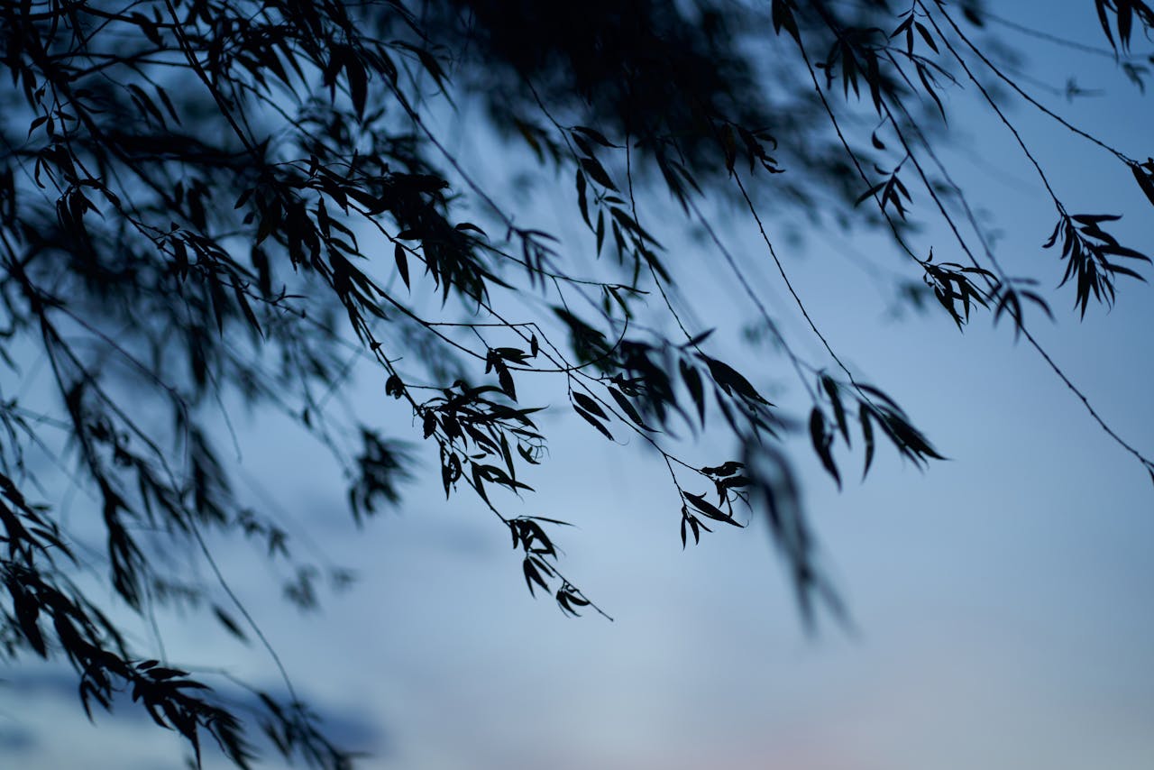 Cod galben de vânt puternic în vestul țării. Vremea se răcește accentuat