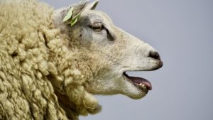 Mii de oi blocate de la export din cauza pestei micilor rumegătoare