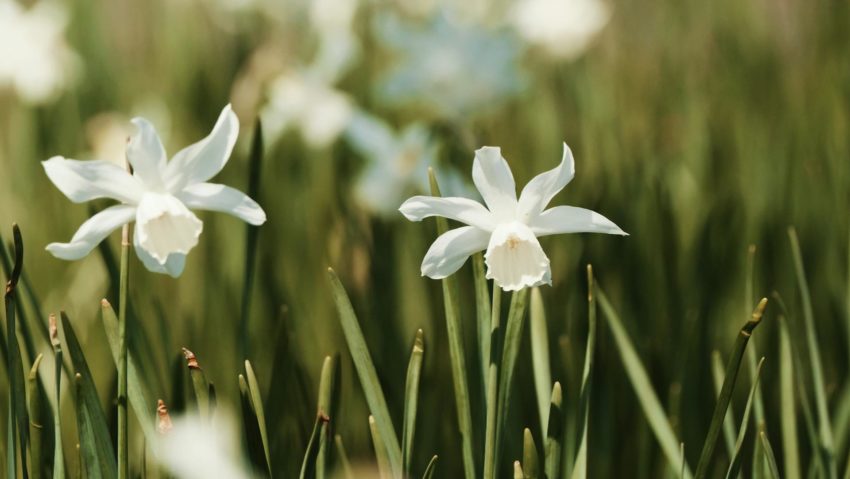 Festivalul Narciselor din Țara Hațegului: natură, tradiție și spectacol Festivalul Narciselor din Țara Hațegului: natură, tradiție și spectacol