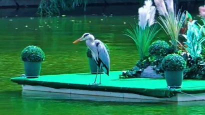 Un stârc cenuşiu a pus stăpânire pe o insulă artificială de pe un lac din centrul Aradului
