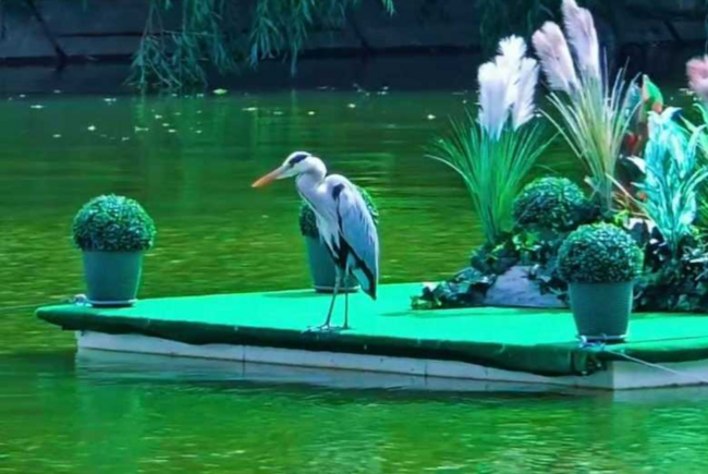 Un stârc cenuşiu a pus stăpânire pe o insulă artificială de pe un lac din centrul Aradului Un stârc cenuşiu a pus stăpânire pe o insulă artificială de pe un lac din centrul Aradului