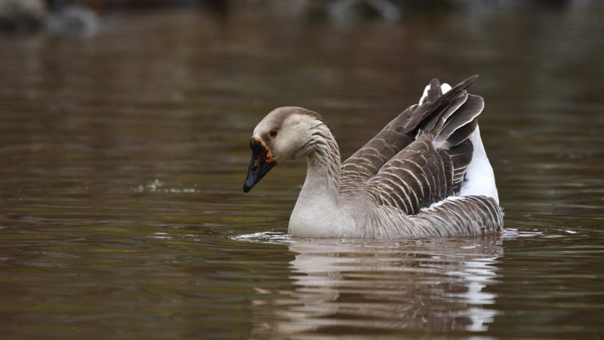 Lac și ștrand cu apă termală la Pecica. Investiții în turism din fonduri europene Lac și ștrand cu apă termală la Pecica. Investiții în turism din fonduri europene
