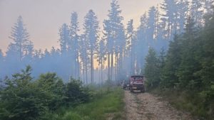 Incendiu forestier la Nădrag; trei hectare de puieţi de brad, în flăcări