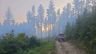 Incendiu forestier la Nădrag; trei hectare de puieţi de brad, în flăcări