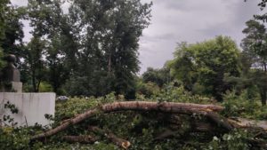Copac căzut peste o persoană în Timișoara
