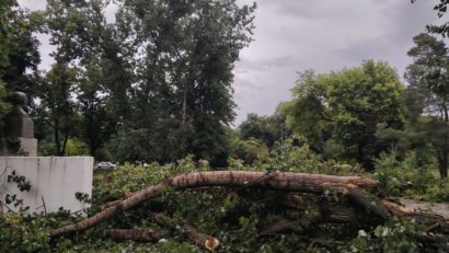Copac căzut peste o persoană în Timișoara