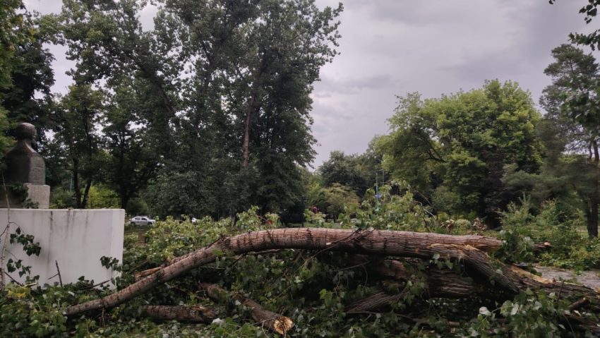Copac căzut peste o persoană în Timișoara Copac căzut peste o persoană în Timișoara